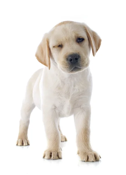 Puppy Labrador retriever — Stockfoto