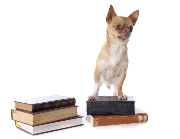 Chihuahua e libri — Foto Stock