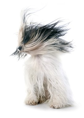 Tibet terrier