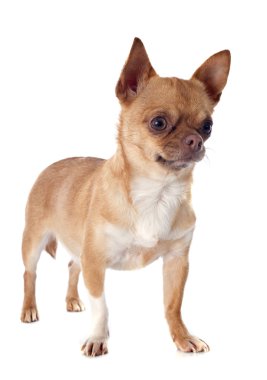 Chihuahua