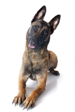 Malinois