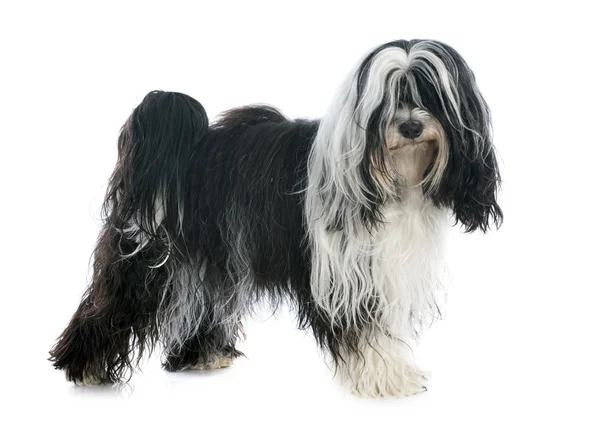 Tibetan terrier — Stock Photo, Image