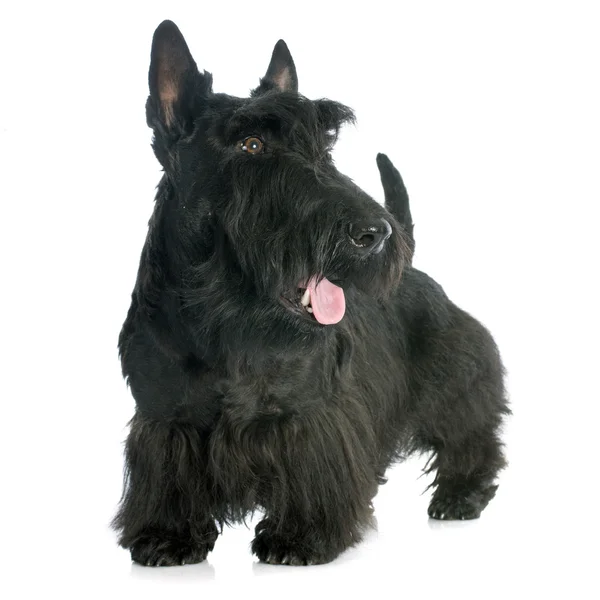 Schottischer Terrier — Stockfoto