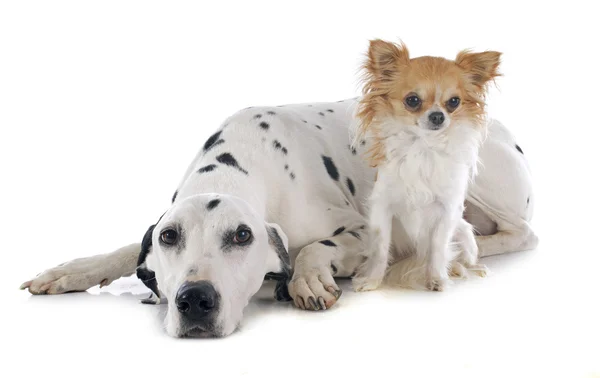 Dalmatian and chihuahua — Stock Photo, Image