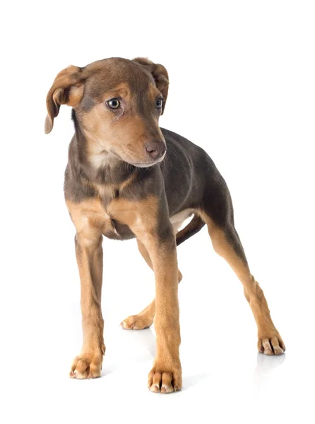 Mix ras Dobermann — Stockfoto