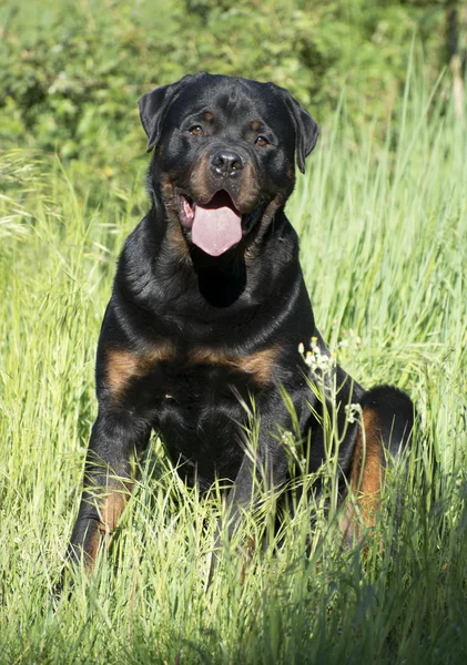 Rottweiler — Stock Fotó