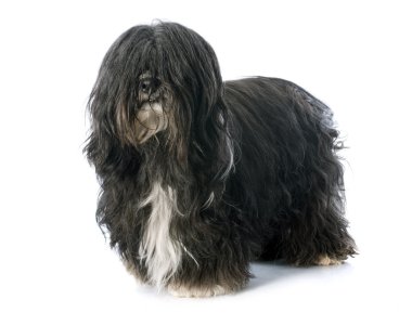 Tibet terrier
