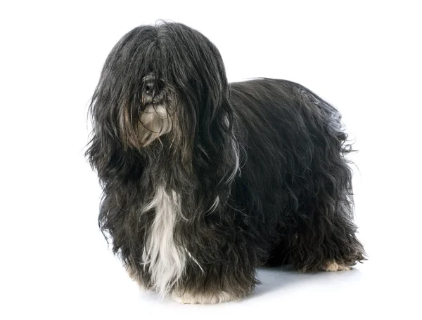 Tibetansk terrier — Stockfoto