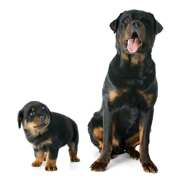 Puppy and adult rottweiler — Stock Photo, Image