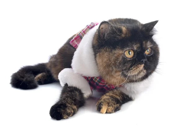 Egzotik stenografi kedi giyinmiş — Stok fotoğraf