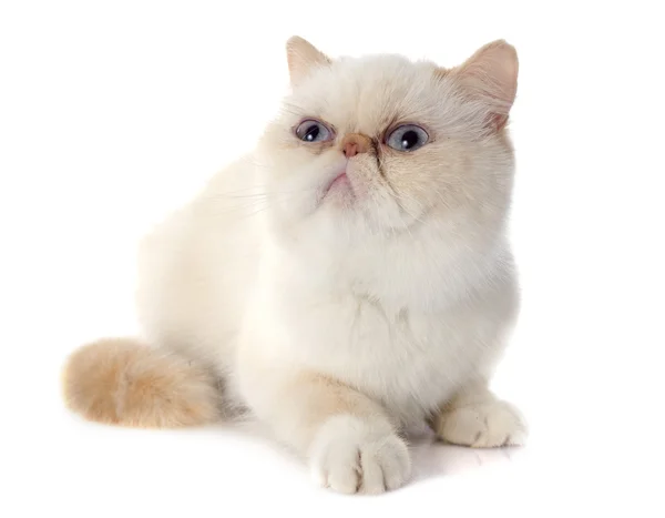 Экзотическая короткошерстная кошка — стоковое фото