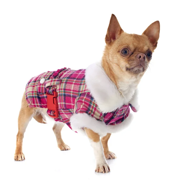 Gekleideter Chihuahua — Stockfoto