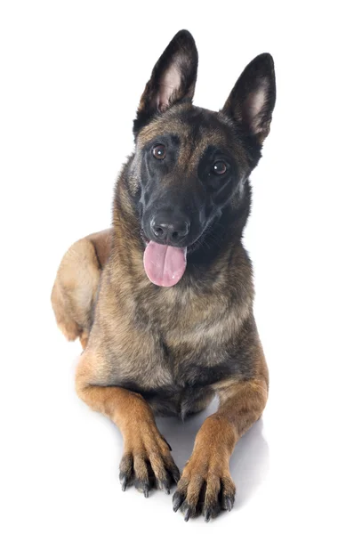 Malinois — Stockfoto