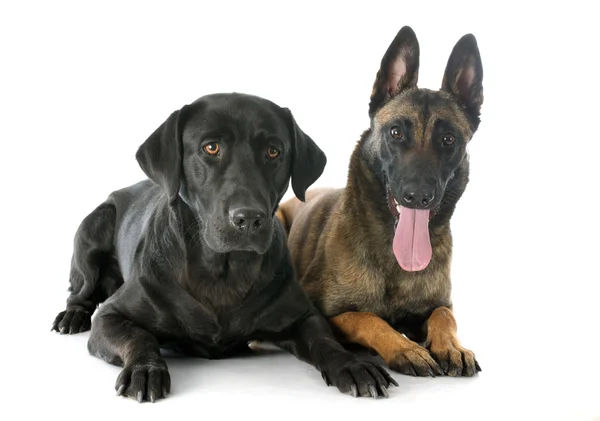 玛利诺犬和拉布拉多猎犬 — 图库照片