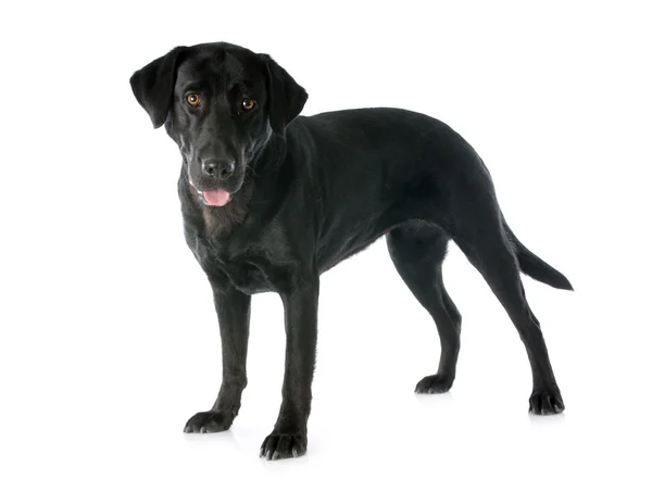 Labrador retriever — Stock Photo, Image