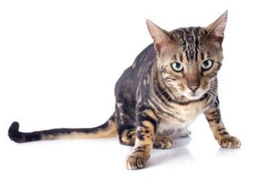 Bengal kedisi