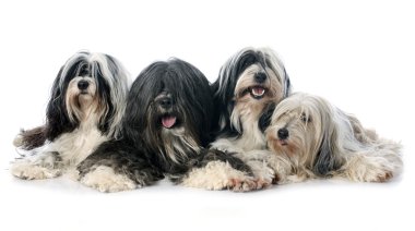 dört Tibet terrier