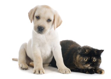 egzotik stenografi kedi ve köpek yavrusu 