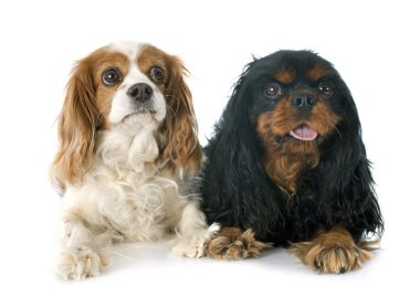 iki cavalier king charles