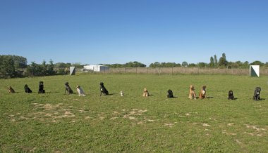 Köpekler Grubu