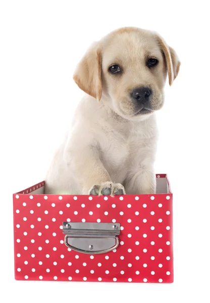 Puppy labrador retriever in box — Stock Photo, Image