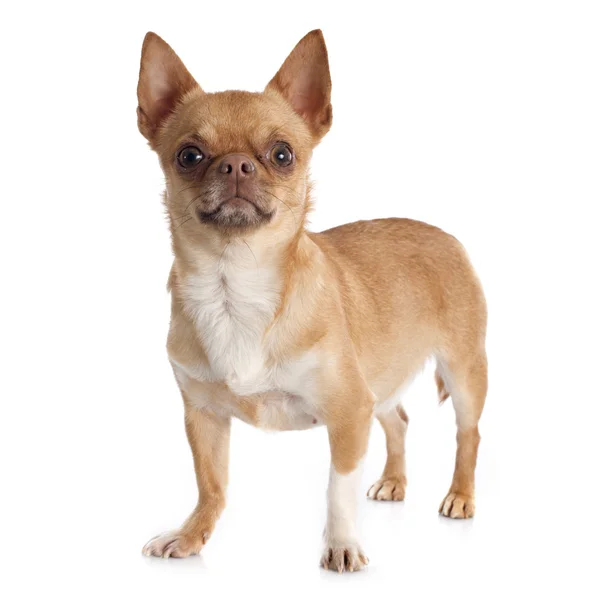 Chihuahua — Stockfoto