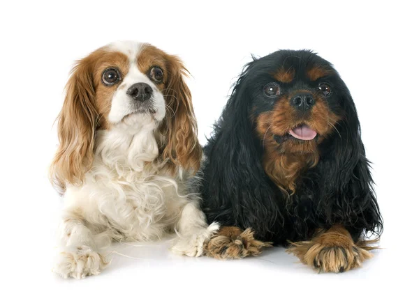 Two cavalier king charles — Stock Photo, Image