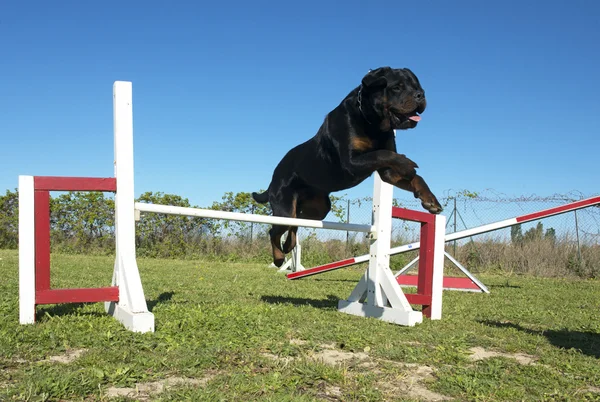 Rottweiler em agilidade — Fotografia de Stock