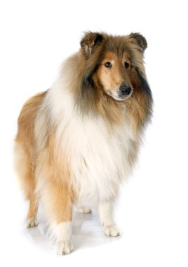 Rough collie