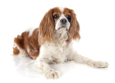 cavalier king charles clipart