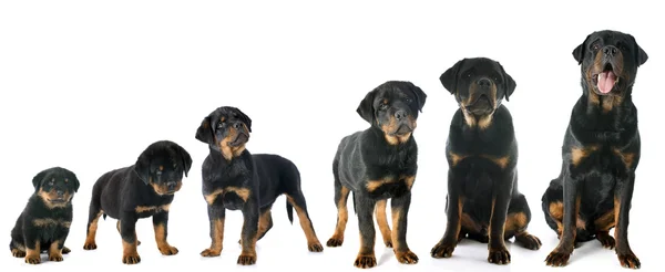 Cachorro rottweiler — Foto de Stock