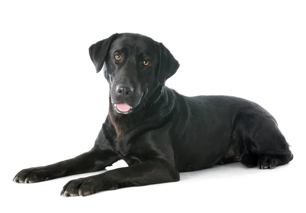 Labrador retriever — Photo