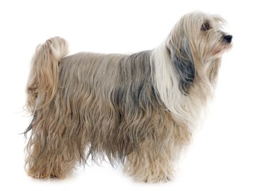 Tibet terrier