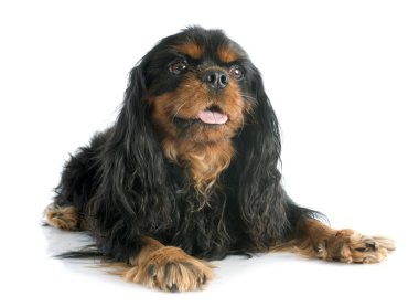 Cavalier King Charles