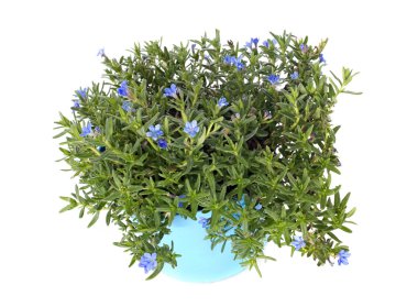 lithodora
