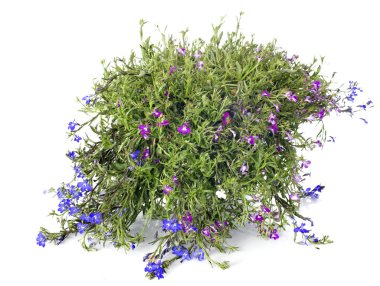 Lobelia