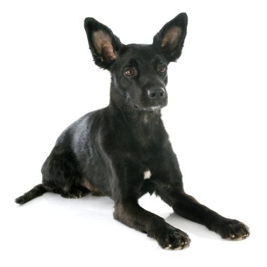 Perulu köpek