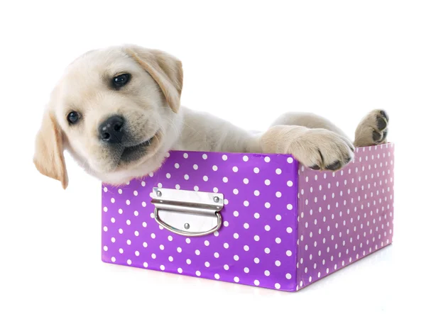 Filhote labrador retriever em caixa — Fotografia de Stock