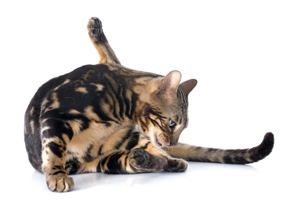 Бенгальская кошка — стоковое фото