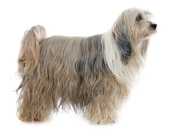 Tibetansk terrier — Stockfoto