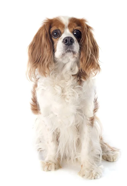 Cavalier king charles — Stock Photo, Image