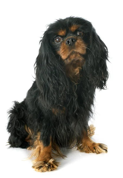 Cavalier King Charles — Φωτογραφία Αρχείου