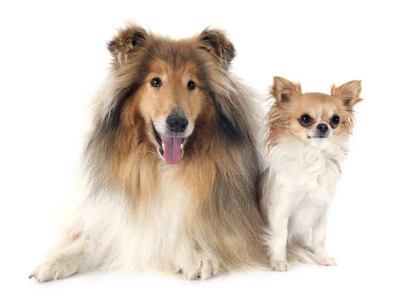 Långhårig collie och chihuahua — Stockfoto