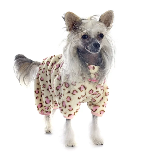 Vestito cinese Cane Crested — Foto Stock