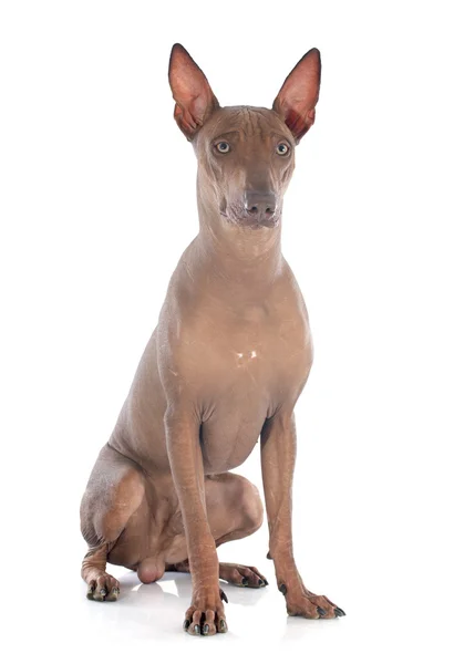 ペルーの犬は — ストック写真