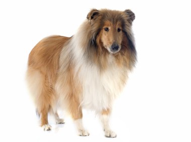 Rough collie