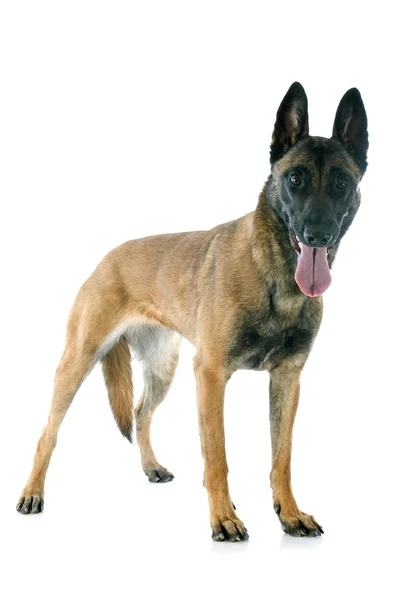 Belgijski malinois — Zdjęcie stockowe