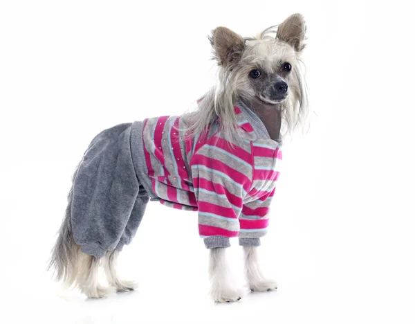 Berpakaian Chinese Crested Dog — Stok Foto