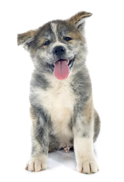 Cachorro akita inu — Foto de Stock