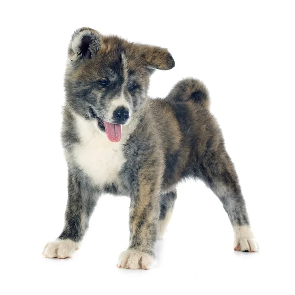 Puppy akita inu — Stockfoto